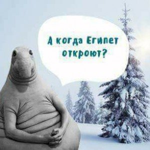 а когда египет откроют?